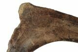 Hadrosaur (Edmontosaurus) Rib Bone - South Dakota #192641-2